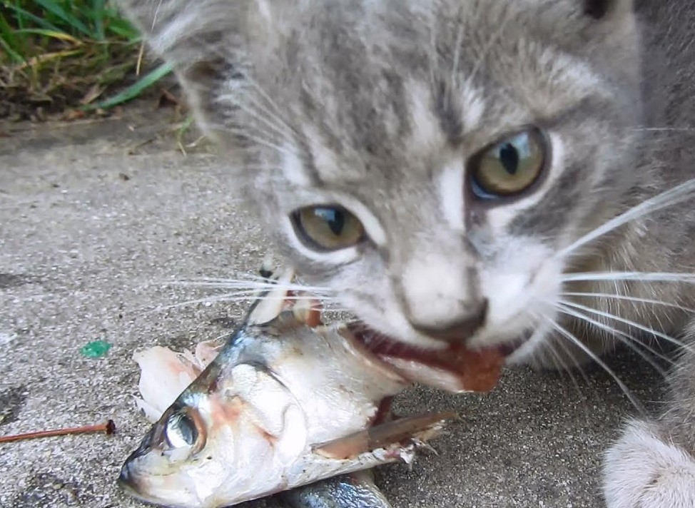 poisson pour le chat